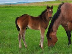 Cypress Bartender JW <BR> AQHA PENDING